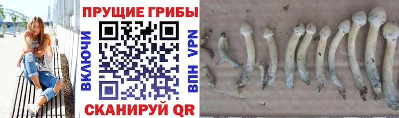 Псилоцибиновые грибы GOLDEN TEACHER  Купить где  Хотьково 